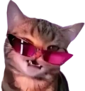 catvogue emote