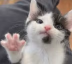 Hello emote