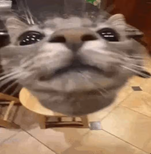happycat emote