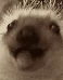 gif emote