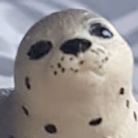 JudgeSeal emote
