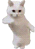 ai_cat_dance emote