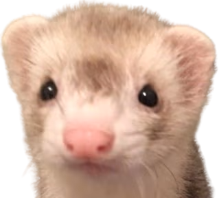 Ferret_stare emote