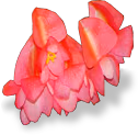 flower_begonia emote