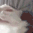 dumbass emote