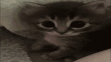 ohcat animated emote