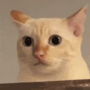 umm emote
