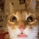 catErm7 emoji