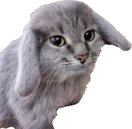 bunny_cat emote