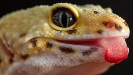 LeopardGeckoLick emote