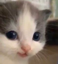 nehehe emote