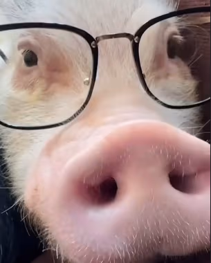Eugene emote