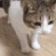 catdie_fast emote