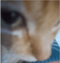catSus emote
