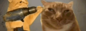 catDrill emote