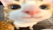 catHappy emote