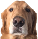 DogO emote