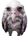 WetOwl