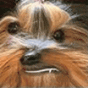 BBark animated emote