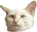 cat_stare emote