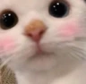 CE_PeekBlush emote