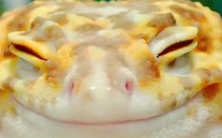LeopardGeckoSmile emote