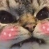 CE_AngeryBlush emote