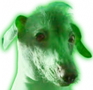 creatureGlowie emote