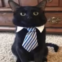 dressedCat emote
