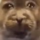 whoasked emote