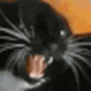 STFU animated emote