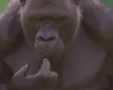 Thinking emote