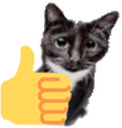 OKAYcat emote