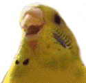 screm emote