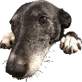 belle_pawsl emote