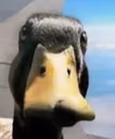 duckstare emote