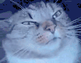 narkotiki animated emote