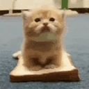 kittenSandwich emote