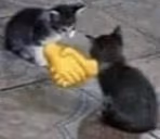 catAgreement emote