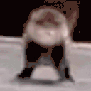 BabyOtterArrive animated emote