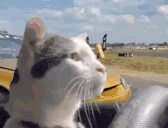 catSTEER emote