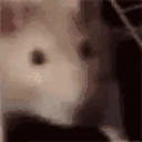 ratGASM emote