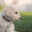 Dog_Puppies_Woof emoji