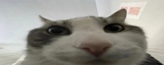 aha27 emote