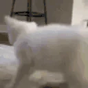 catDANCE emoji