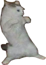 CatFighting emote
