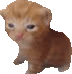 Robert emote