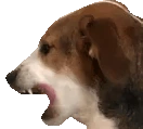 bark emote