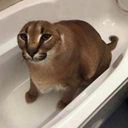 Dogger emote