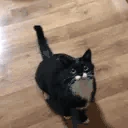 catPISSED emoji